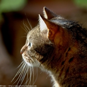 Photo de Chat domestique