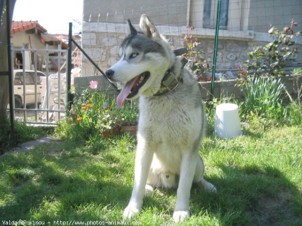 Photo de Husky siberien