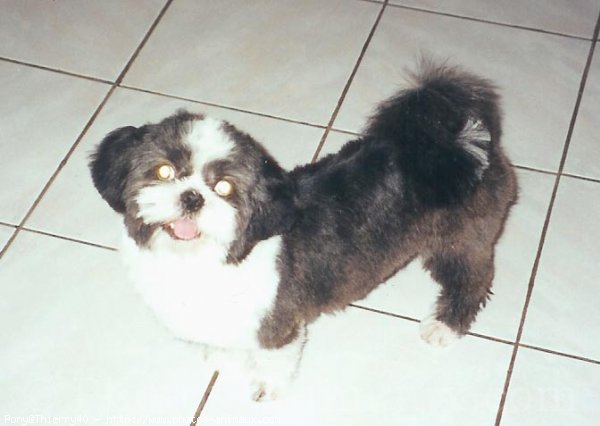 Photo de Shih tzu