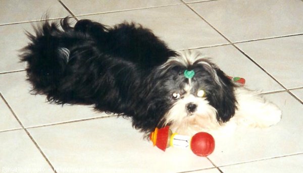 Photo de Shih tzu