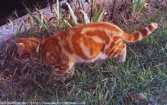 Photo de Chat domestique