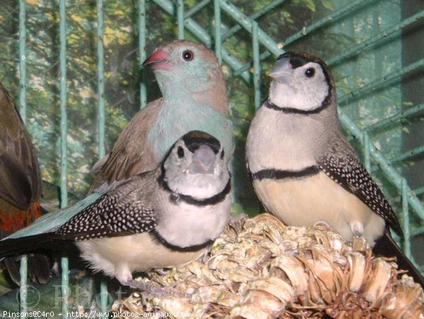 Photo de Races diffrentes