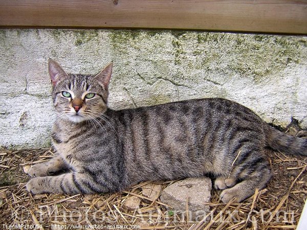 Photo de Chat domestique