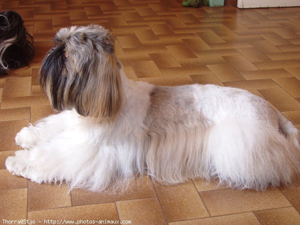 Photo de Shih tzu