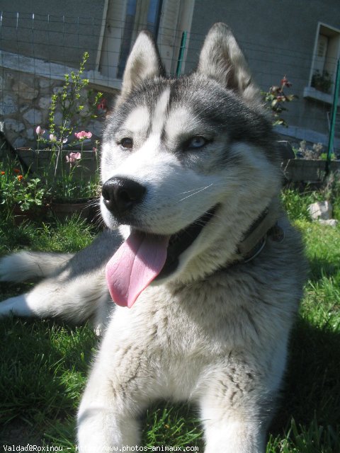 Photo de Husky siberien