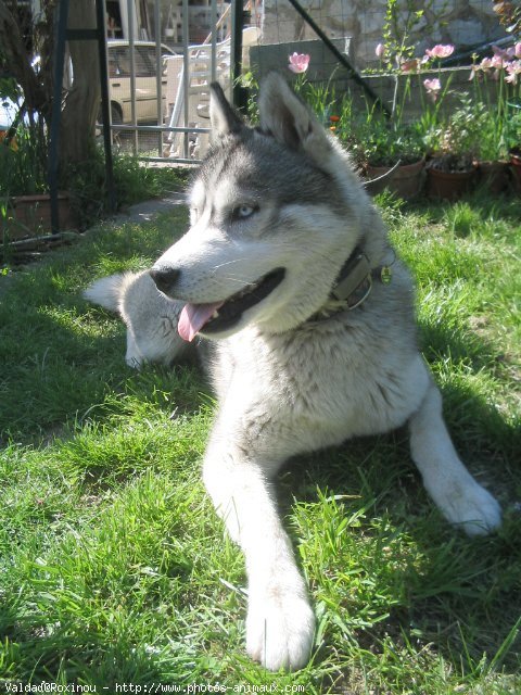 Photo de Husky siberien