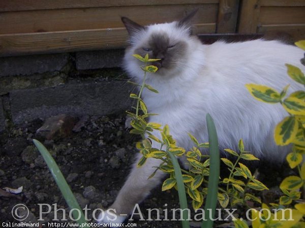 Photo de Sacr de birmanie