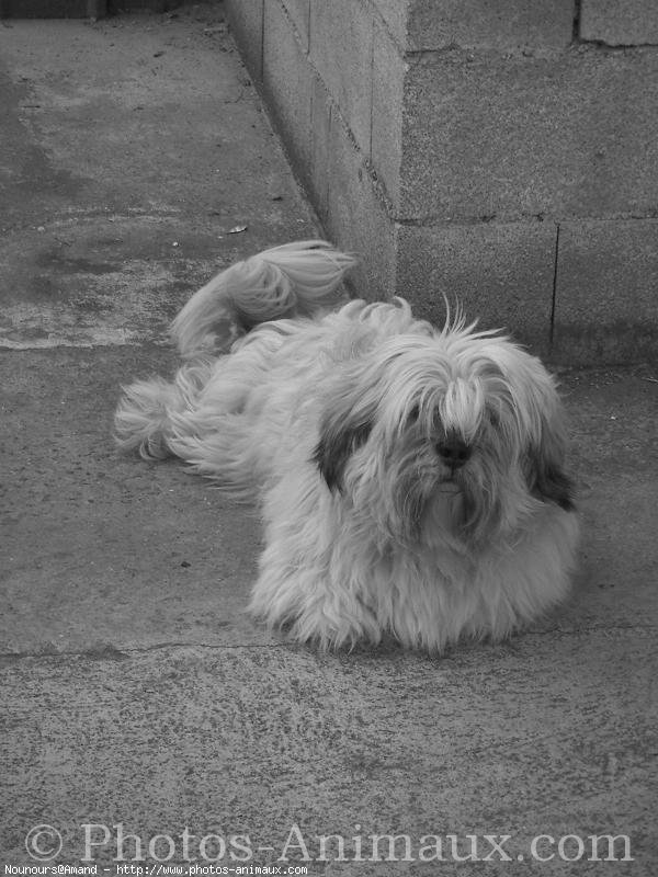 Photo de Lhassa apso