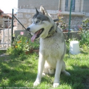 Photo de Husky siberien