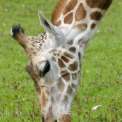 Photo de Girafe