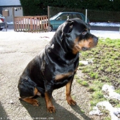 Photo de Rottweiler