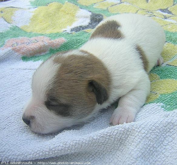 Photo de Jack russell terrier