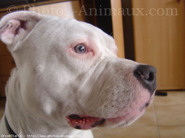 Photo d'American staffordshire terrier