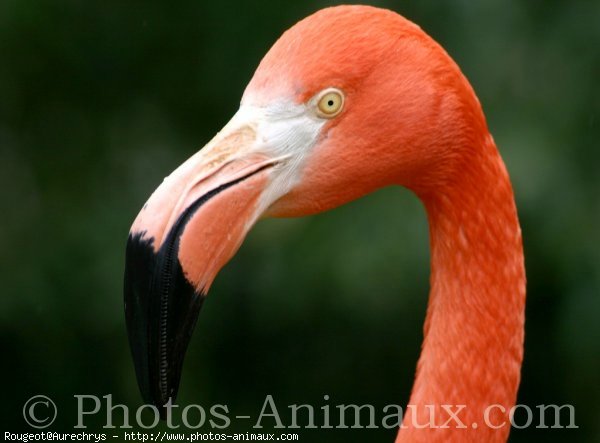 Photo de Flamand rose