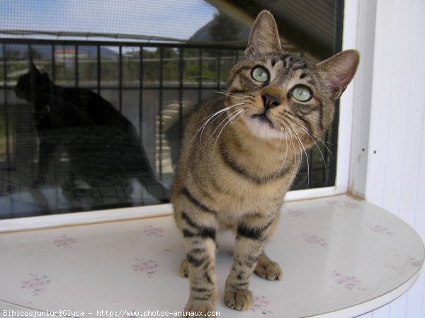 Photo de Chat domestique