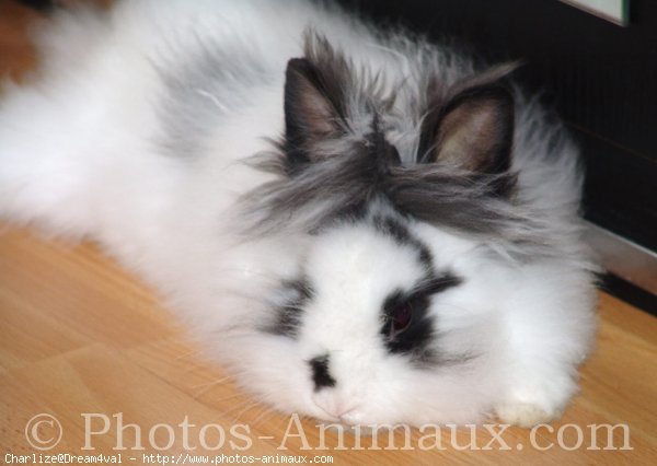 Photo de Lapin