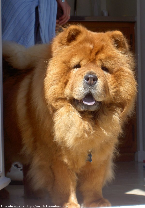 Photo de Chow chow