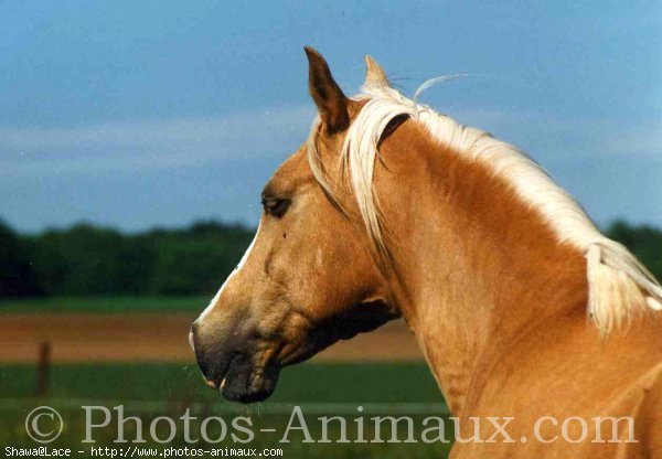 Photo de Palomino