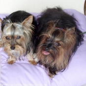 Photo de Yorkshire terrier