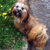 Photo de Lhassa apso