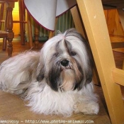 Photo de Lhassa apso