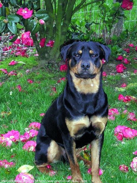 Photo de Rottweiler