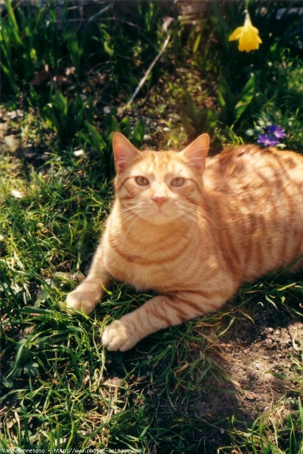 Photo de Chat domestique