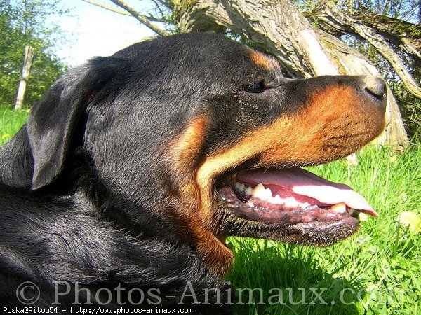 Photo de Rottweiler