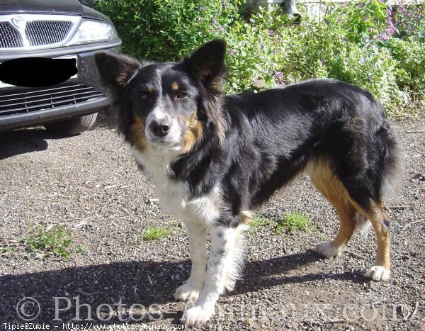 Photo de Border collie