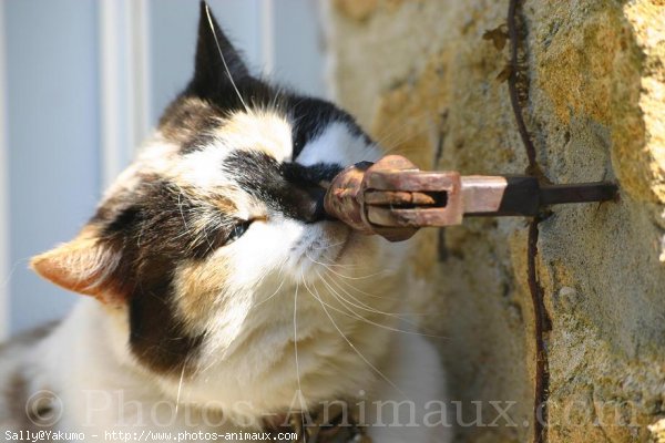 Photo de Chat domestique