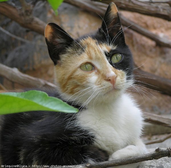 Photo de Chat domestique