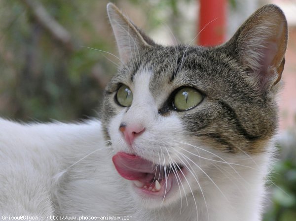 Photo de Chat domestique