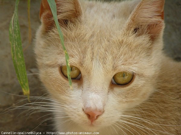 Photo de Chat domestique