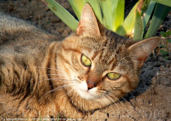 Photo de Chat domestique