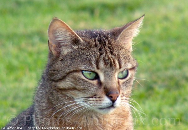 Photo de Chat domestique