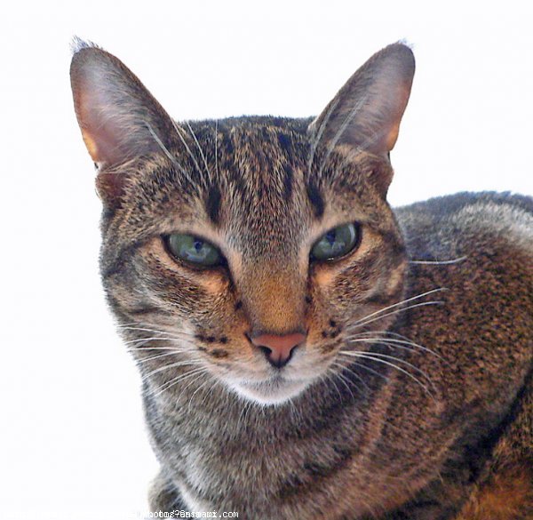 Photo d'Ocicat