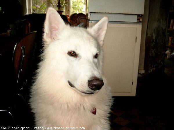 Photo de Berger blanc suisse