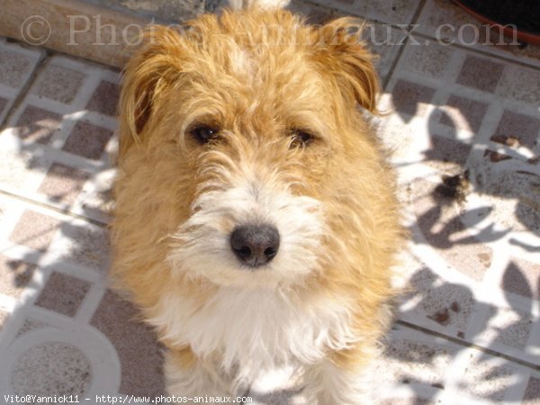 Photo de Fox terrier  poil dur