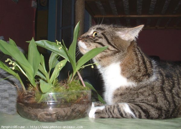 Photo de Chat domestique