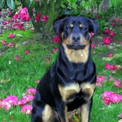 Photo de Rottweiler