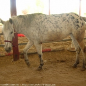 Photo d'Appaloosa