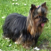 Photo de Yorkshire terrier