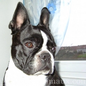 Photo de Boston terrier