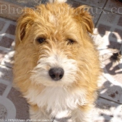 Photo de Fox terrier  poil dur