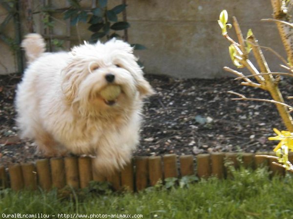 Photo de Chien de berger des pyrenes  poil long