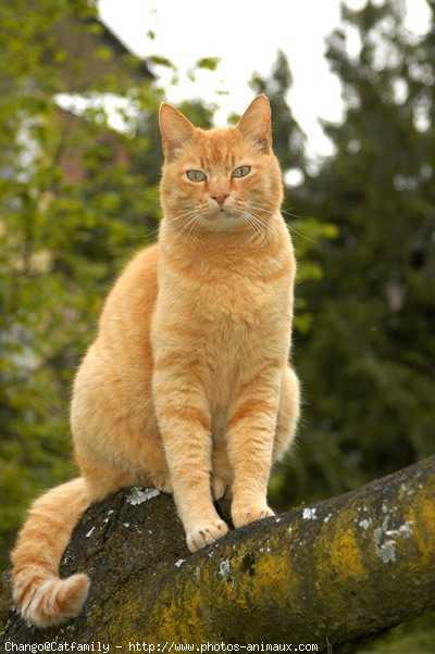 Photo d'European shorthair