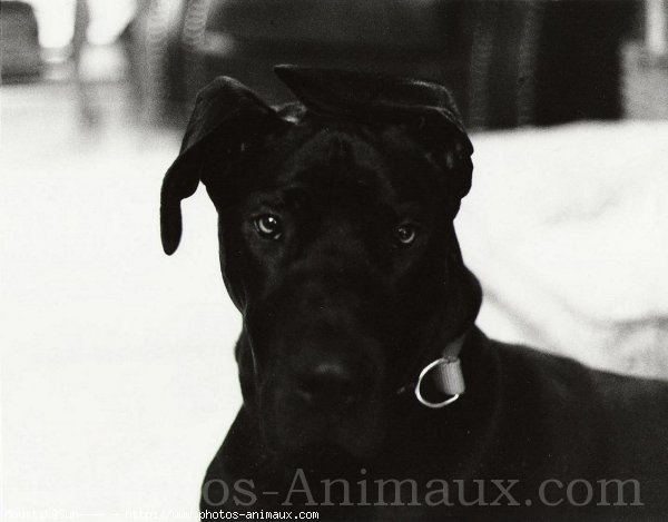 Photo de Dogue allemand