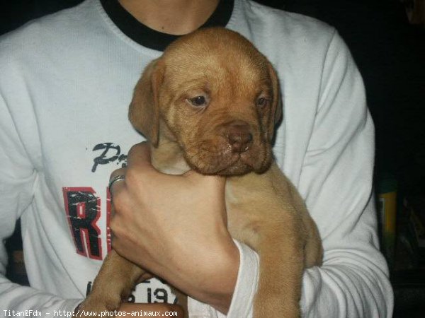 Photo de Dogue de bordeaux