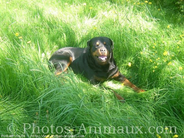 Photo de Rottweiler