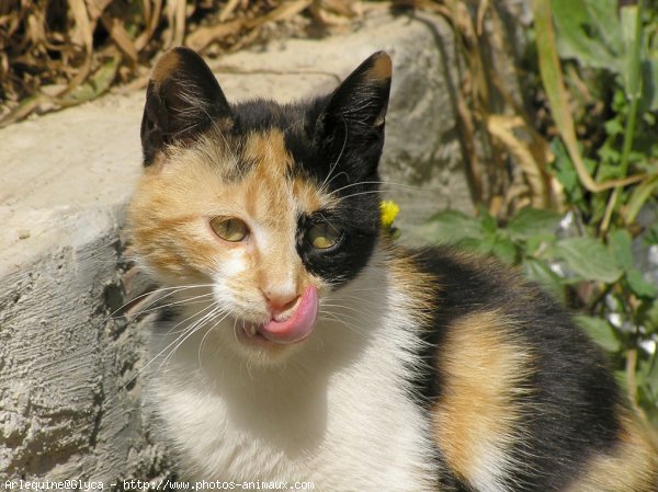 Photo de Chat domestique